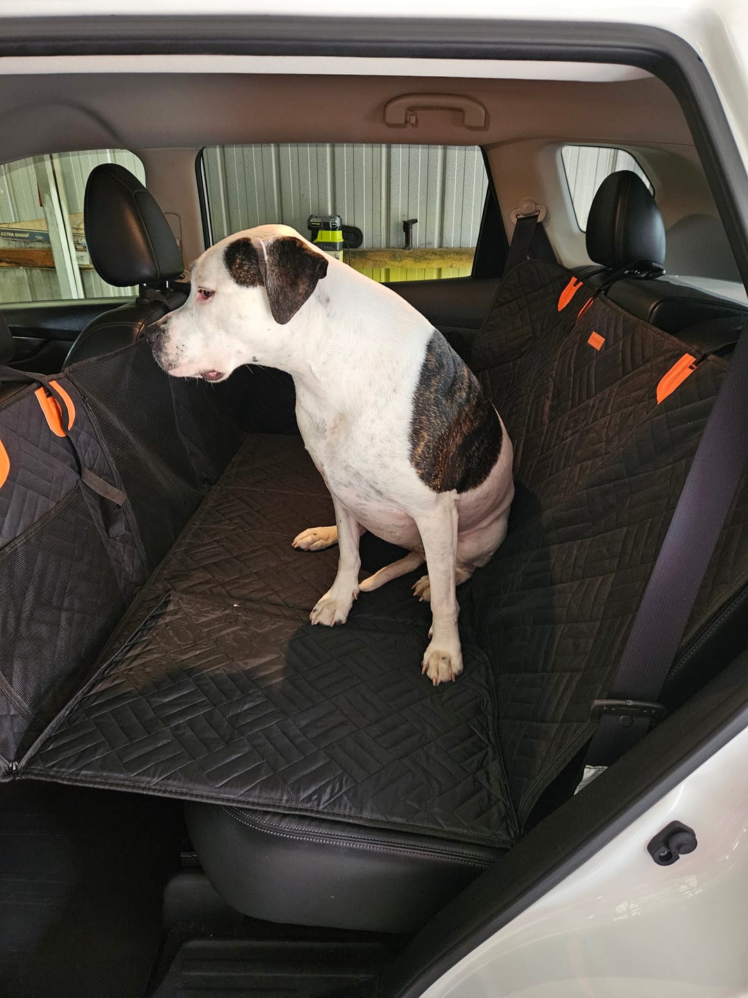 Customer photo review of Companion&Co™ Hard Bottom Car Seat Cover
