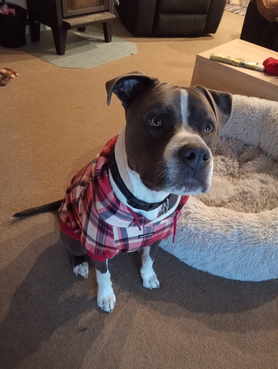 Customer photo review of Red Plaid Dog Hoodie