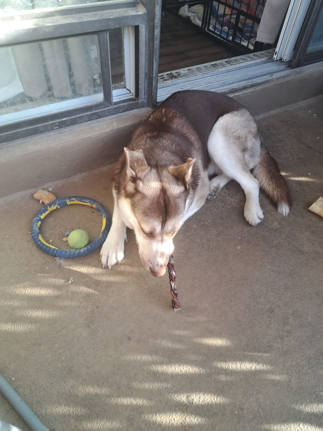Customer photo review of 12 Inch Braided Jerky Stick