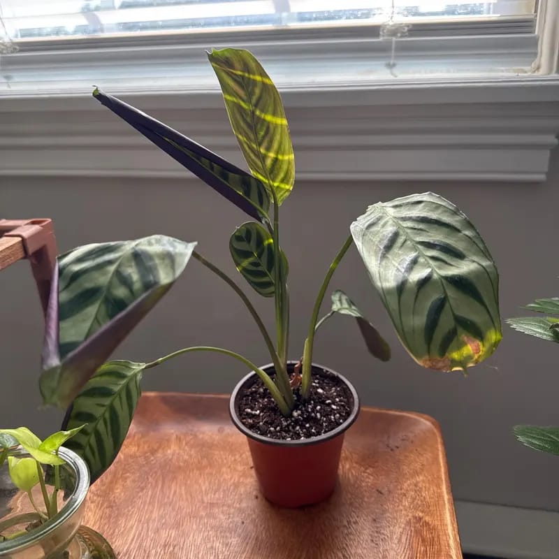 Customer photo review of Calathea Burle Marx in a 3” Nursery Pot - Maranta Amabilis Burle Marxii Starter Plant - Air Purifier Houseplant - Calathea Fishbone Prayer Plant