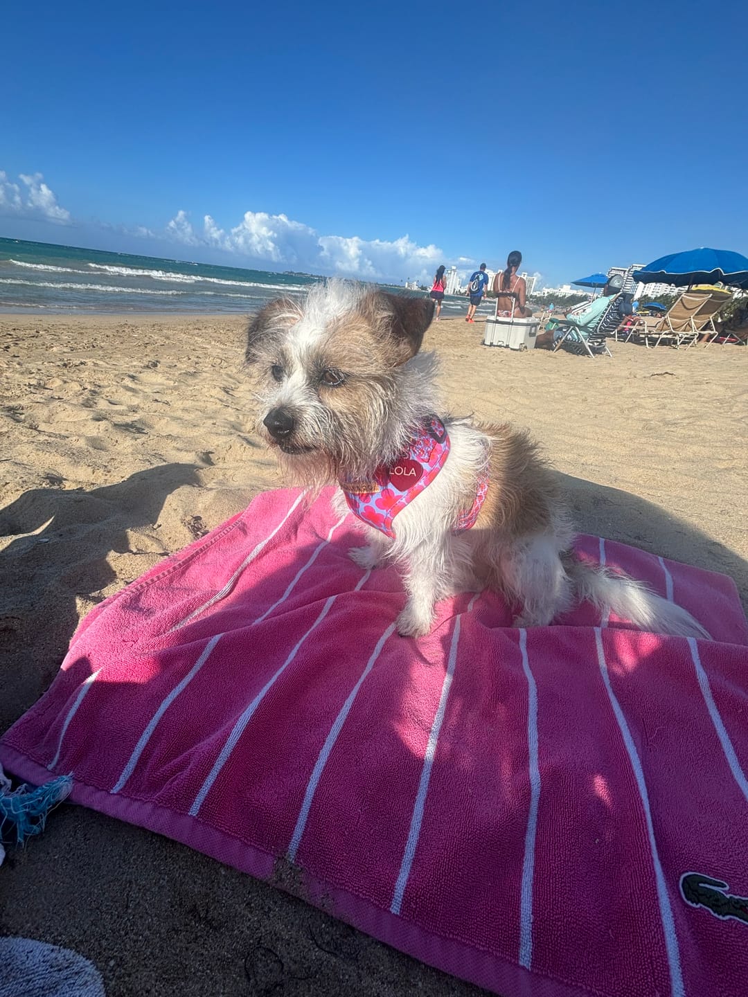 Customer photo review of Venezia - Dog Collar