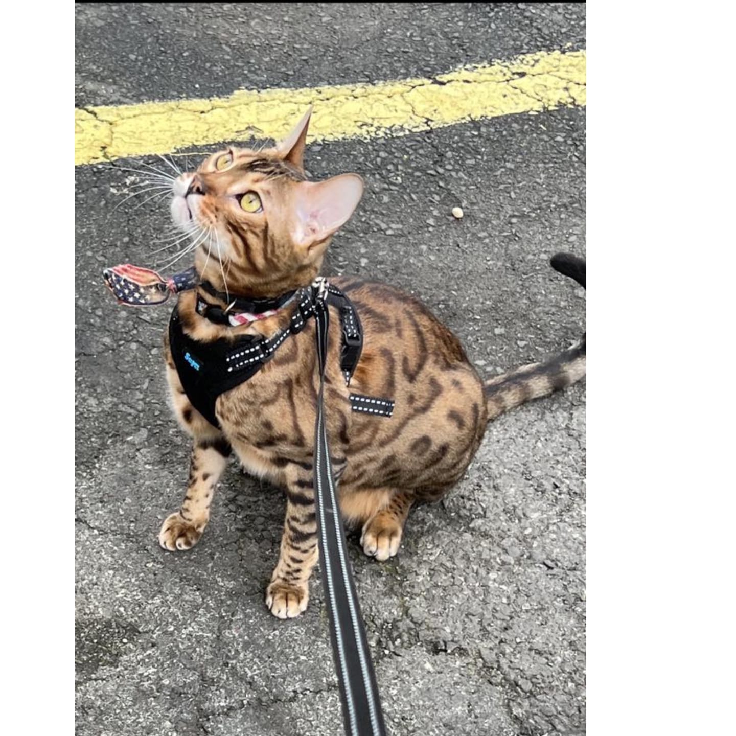 Customer photo review of Guía definitiva para sacar a tu gato sin estrés