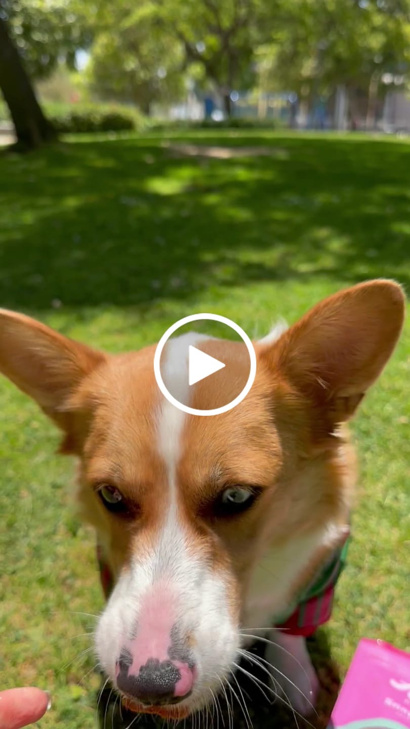 Customer video review of Crunchy Jerky Dog Treats - Snappin' Salmon
