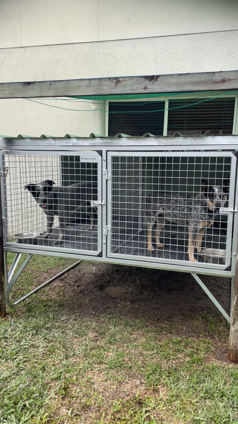 Customer photo review of Raised Safety Kennel