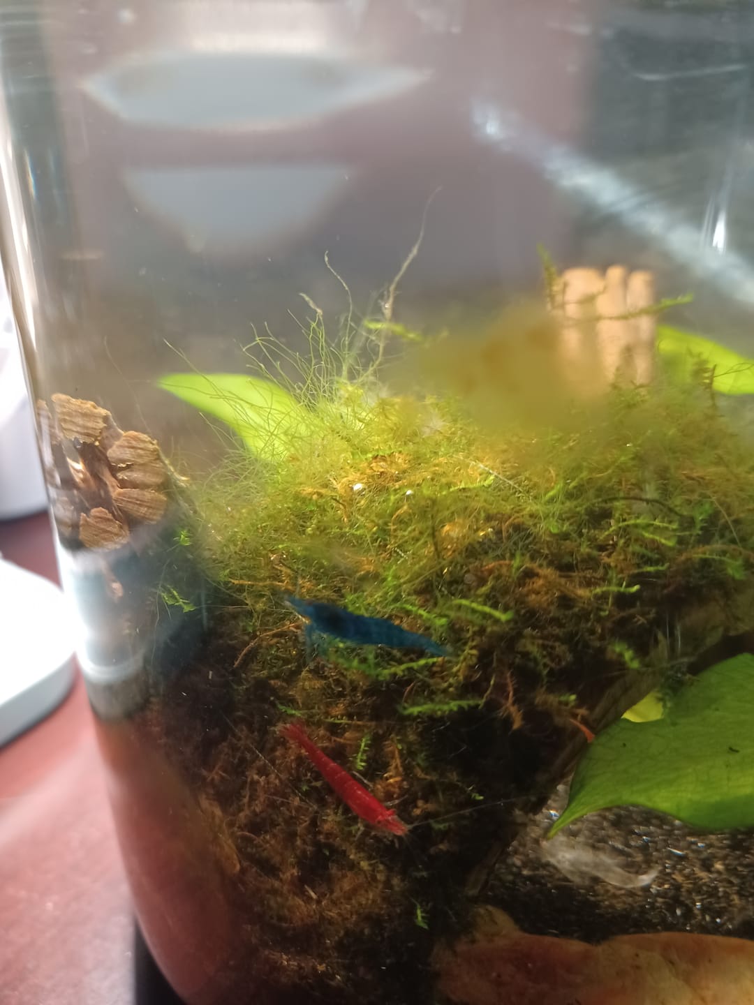 Customer photo review of Blue Velvet Shrimp