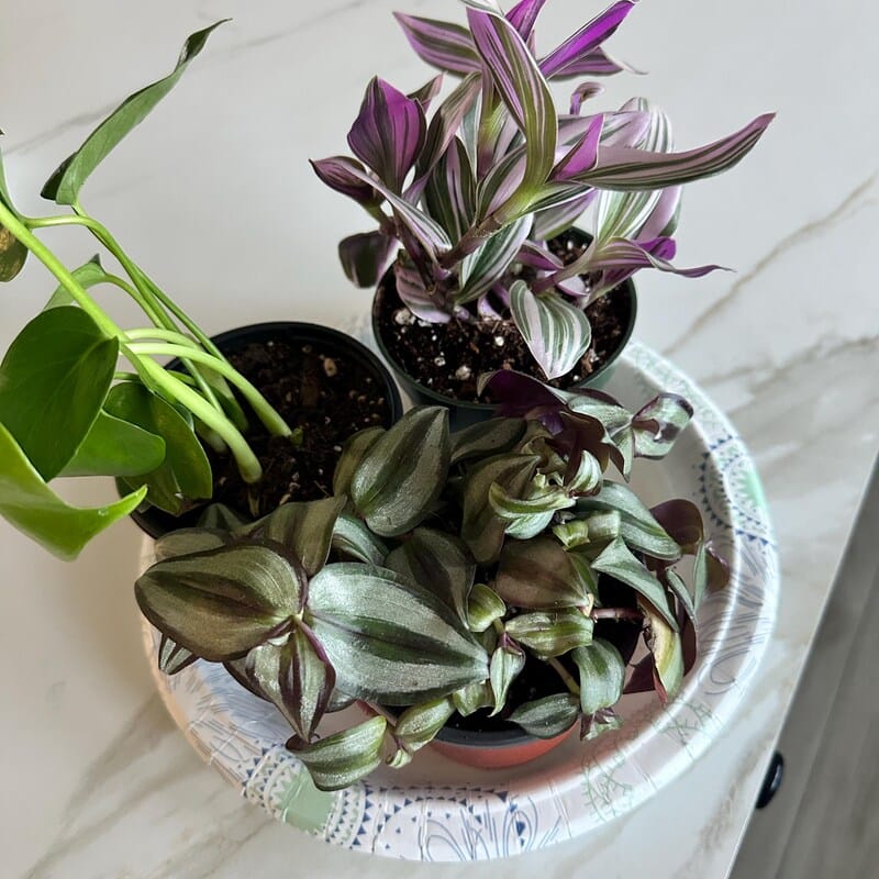 Customer photo review of Wandering Jew Silver Plant – 4" Pot (Tradescantia Zebrina)