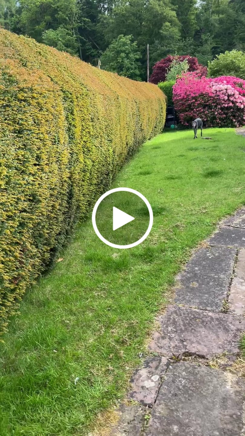 Customer video review of collagen for dogs