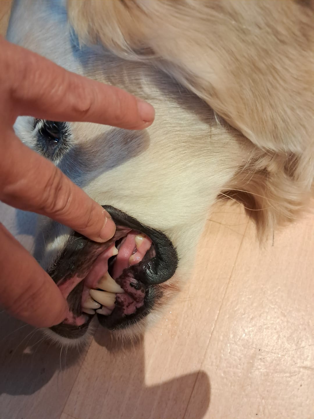 Customer photo review of Beemzy Tandpoeder voor Honden