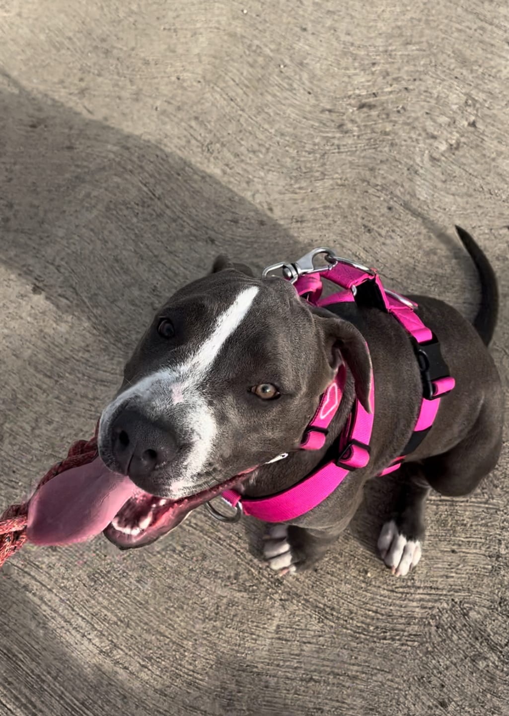 Customer photo review of Anti-Pull TRI-Harness® | Training Dog Harness for All Breeds - Magenta