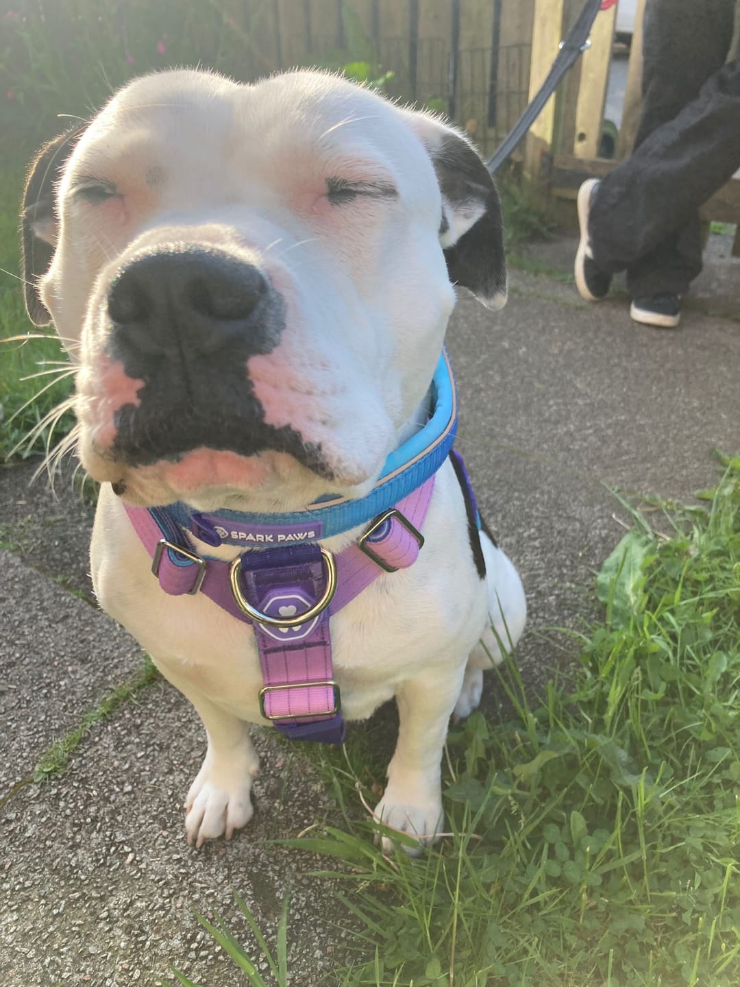 Customer photo review of Comfort Control No-Pull Dog Harness - 90s Retro