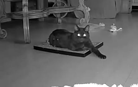 Customer photo review of Toe Beans - Luxury Cat Scratching Board