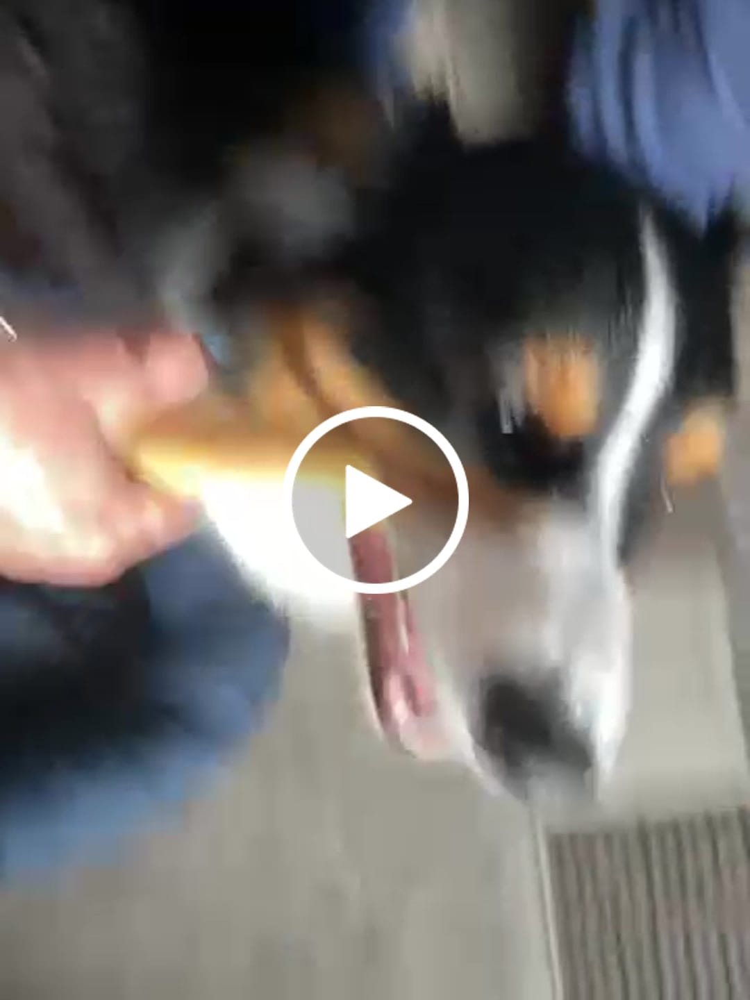 Customer video review of Himalyan yak chew (LARGE)