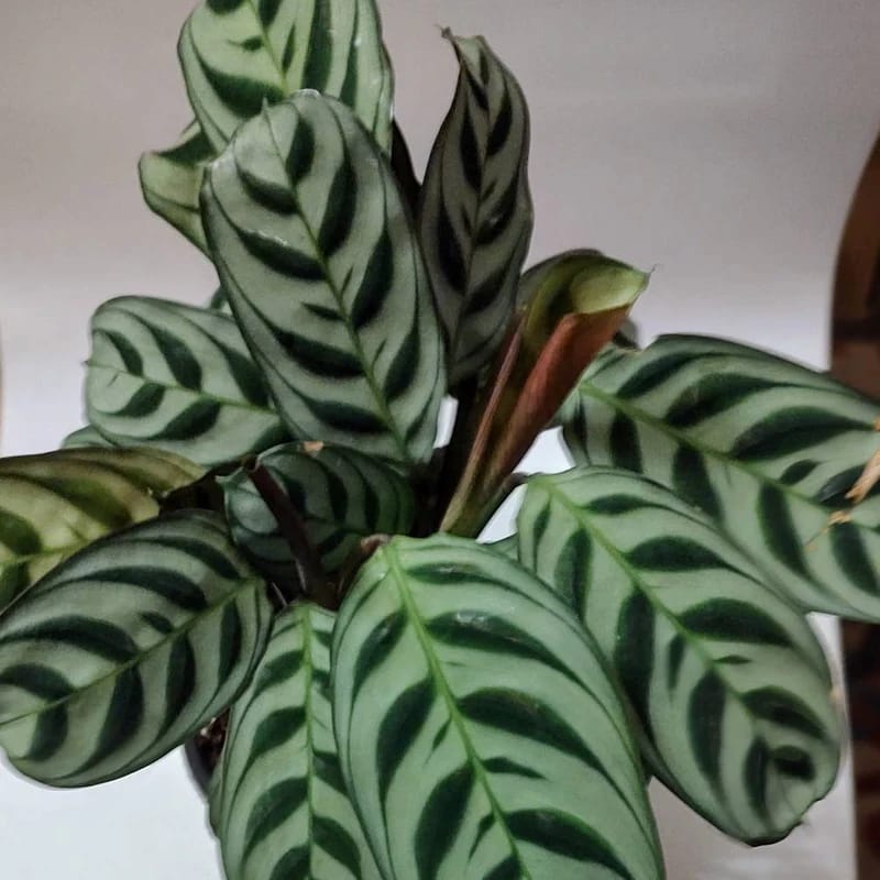 Customer photo review of Calathea Burle Marx in a 3” Nursery Pot - Maranta Amabilis Burle Marxii Starter Plant - Air Purifier Houseplant - Calathea Fishbone Prayer Plant