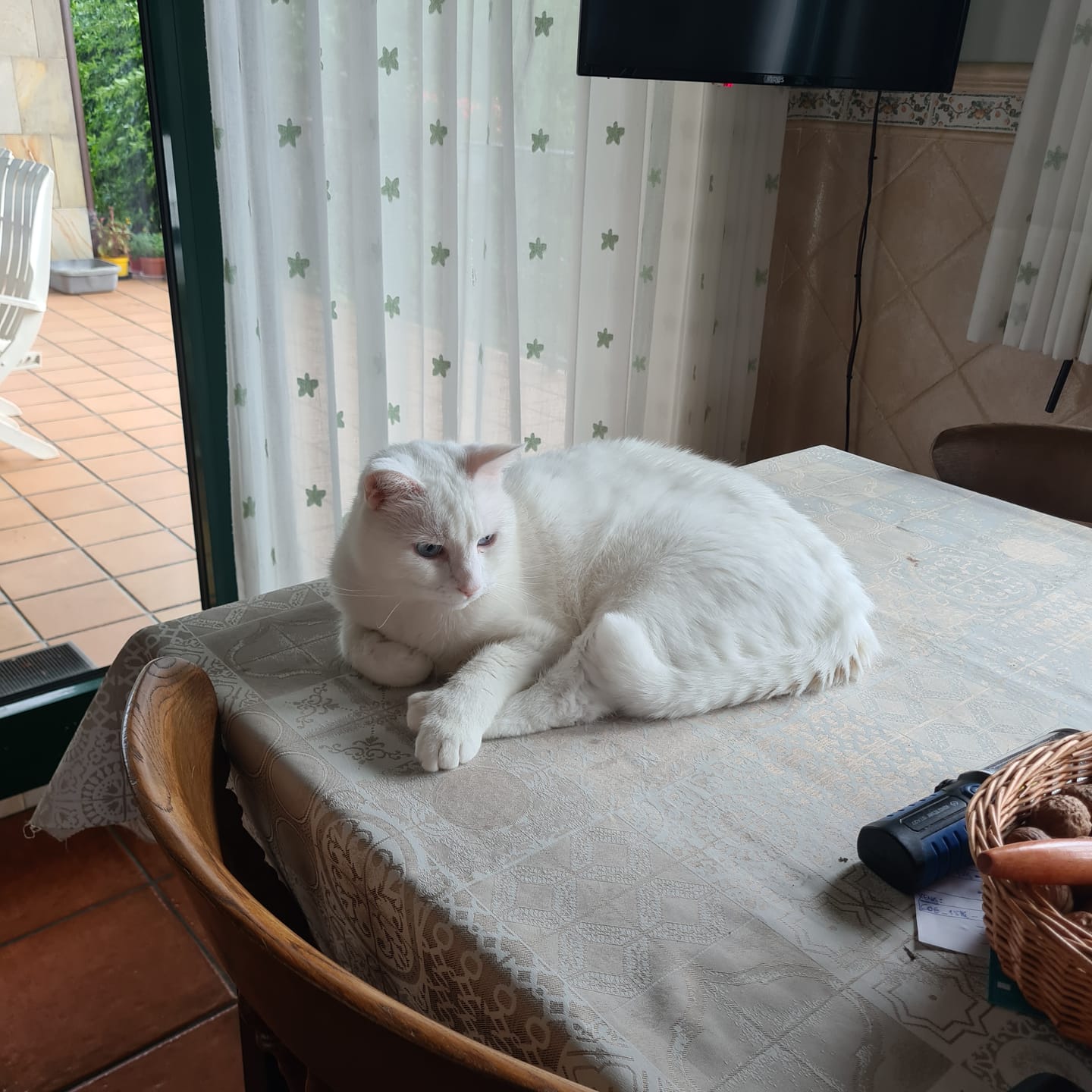 Customer photo review of Grain Free Cat Sterilized