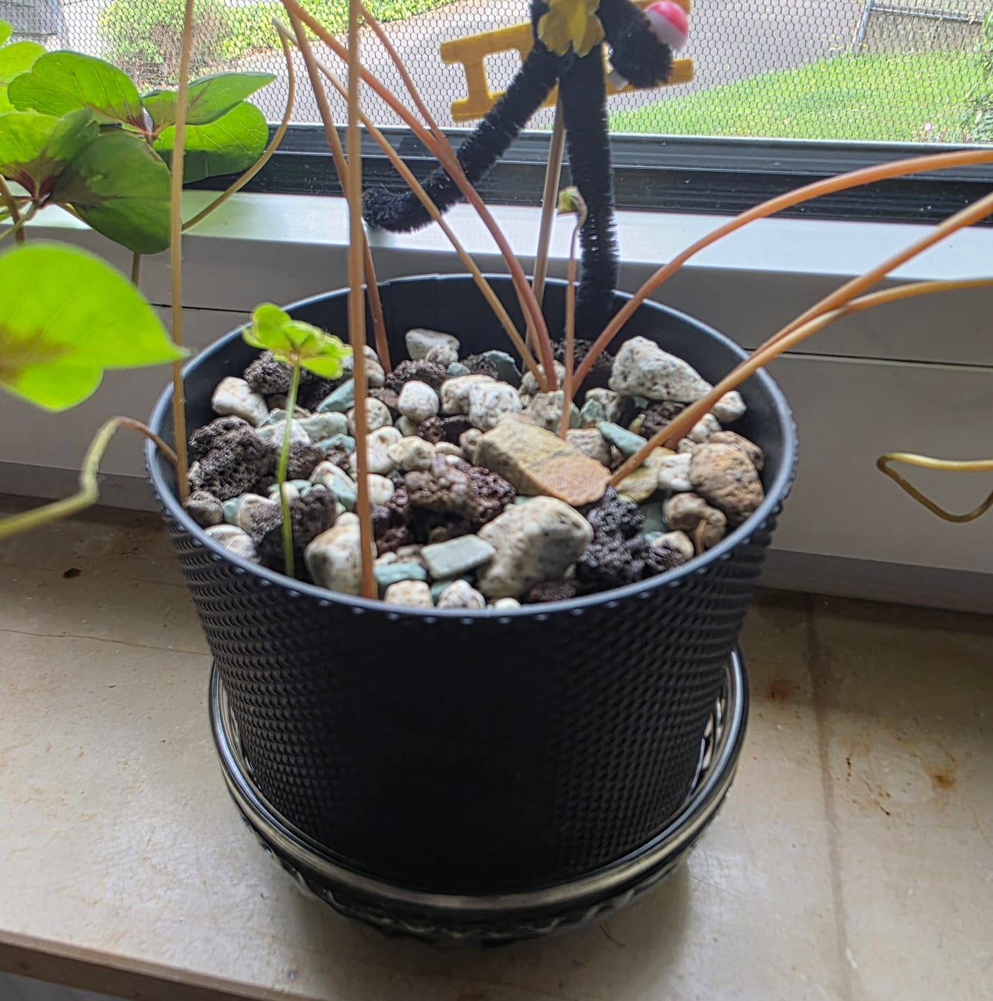 Customer photo review of Muddis Erde - Mineralisches Substrat