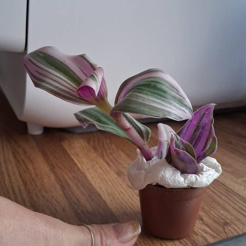 Customer photo review of Rare Tradescantia Nanouk Fluminen Lilac in 2" Nursery Pot | Extremely RARE Houseplant For Beginners | Pink Indoor Plant