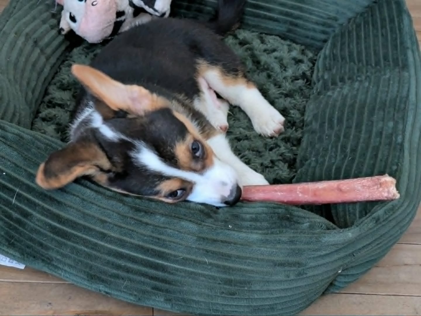 Customer photo review of 12 Inch Thick Bully Stick