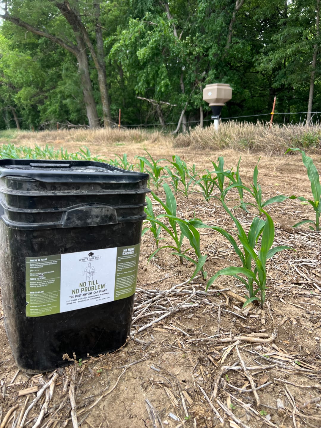 Customer photo review of Whitetail Hill Clover