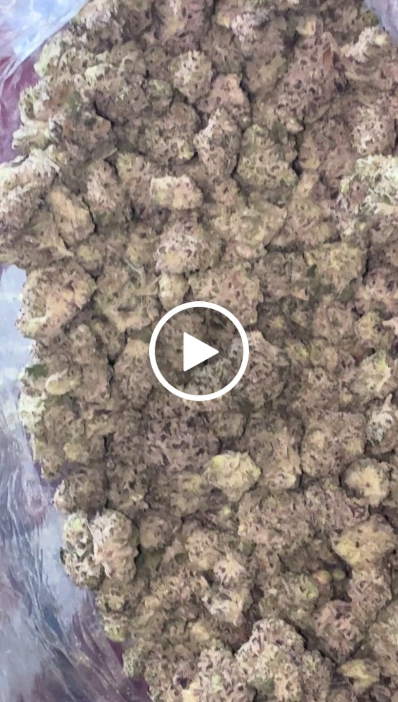 Customer video review of Garlic Cookies Indoor Minis - Bulk Minis - Indica