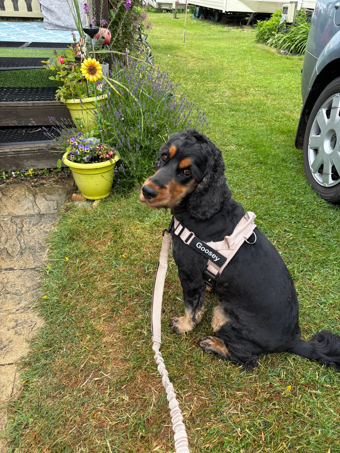 Customer photo review of ParoPet No Pull Dog Harness