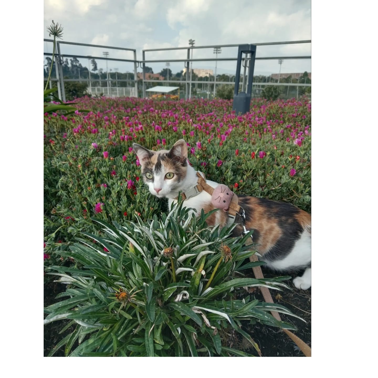 Customer photo review of Guía definitiva para sacar a tu gato sin estrés