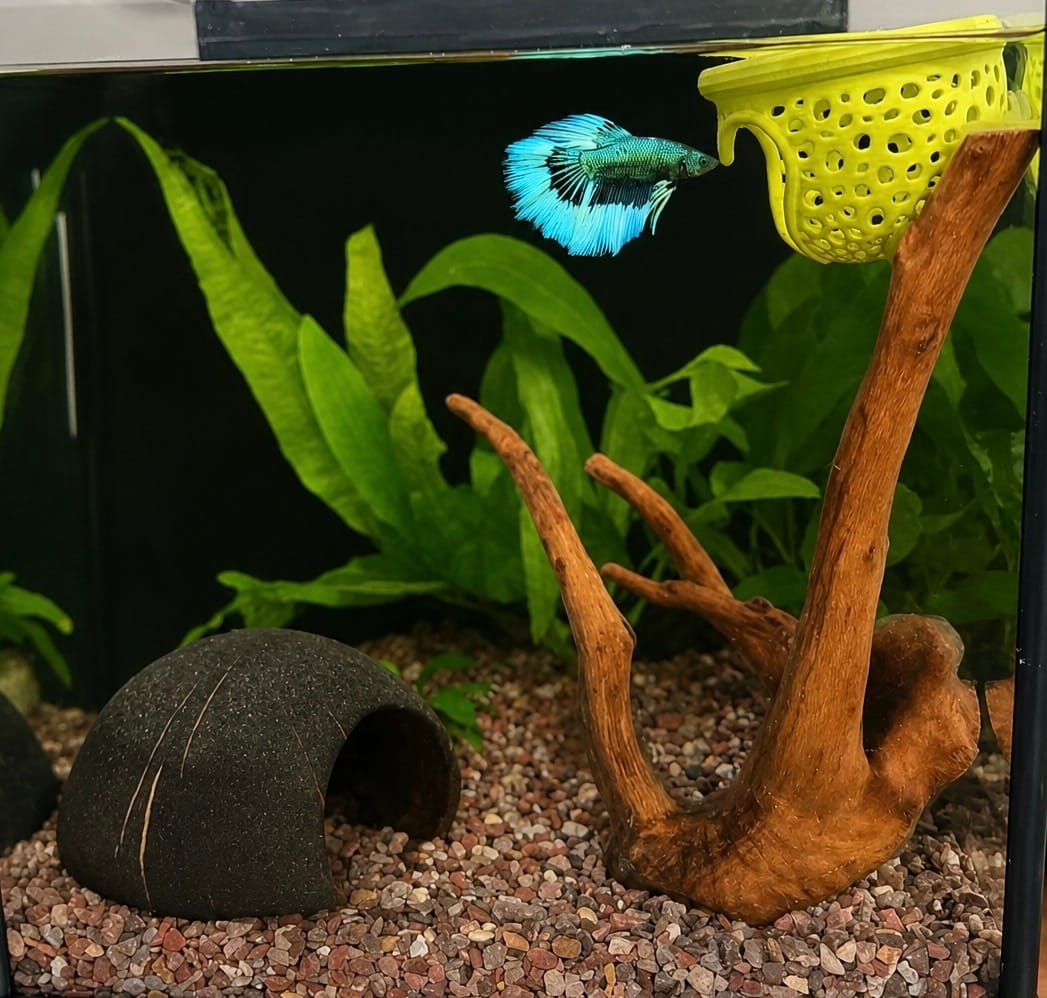 Customer photo review of Black Hulk Halfmoon Male Betta Fish | You Pick Fish