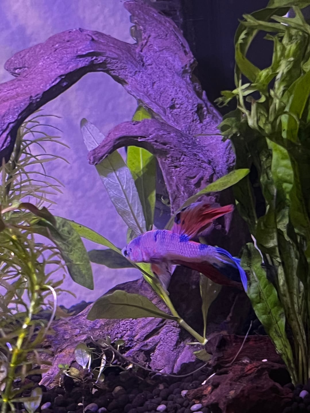 Customer photo review of Plant Package for Halfmoon Betta Fish Tank