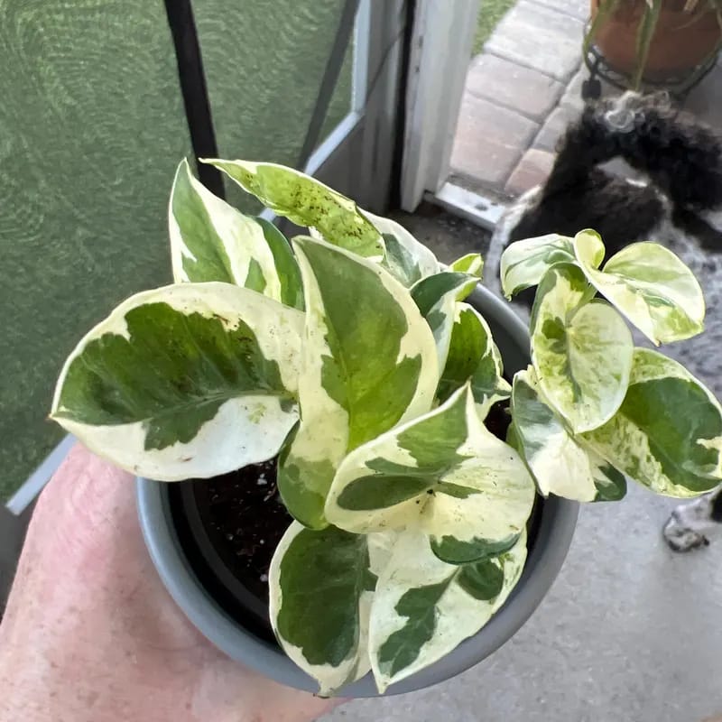 Customer photo review of Live Pearls and Jade Pothos in a 4" Nursery Pot