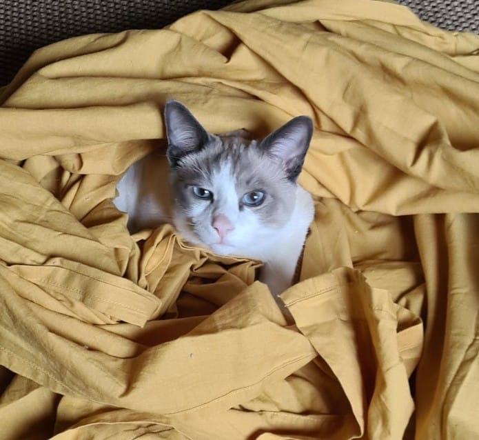 Customer photo review of Pâtée Saumon & Légumes (x16) - Chat