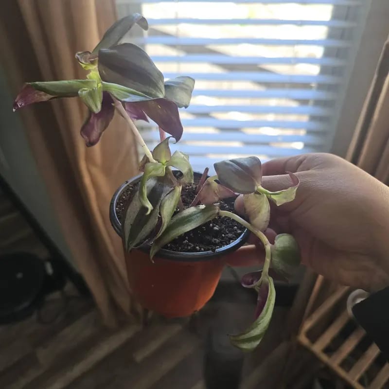 Customer photo review of Wandering Jew Silver Plant – 4" Pot (Tradescantia Zebrina)