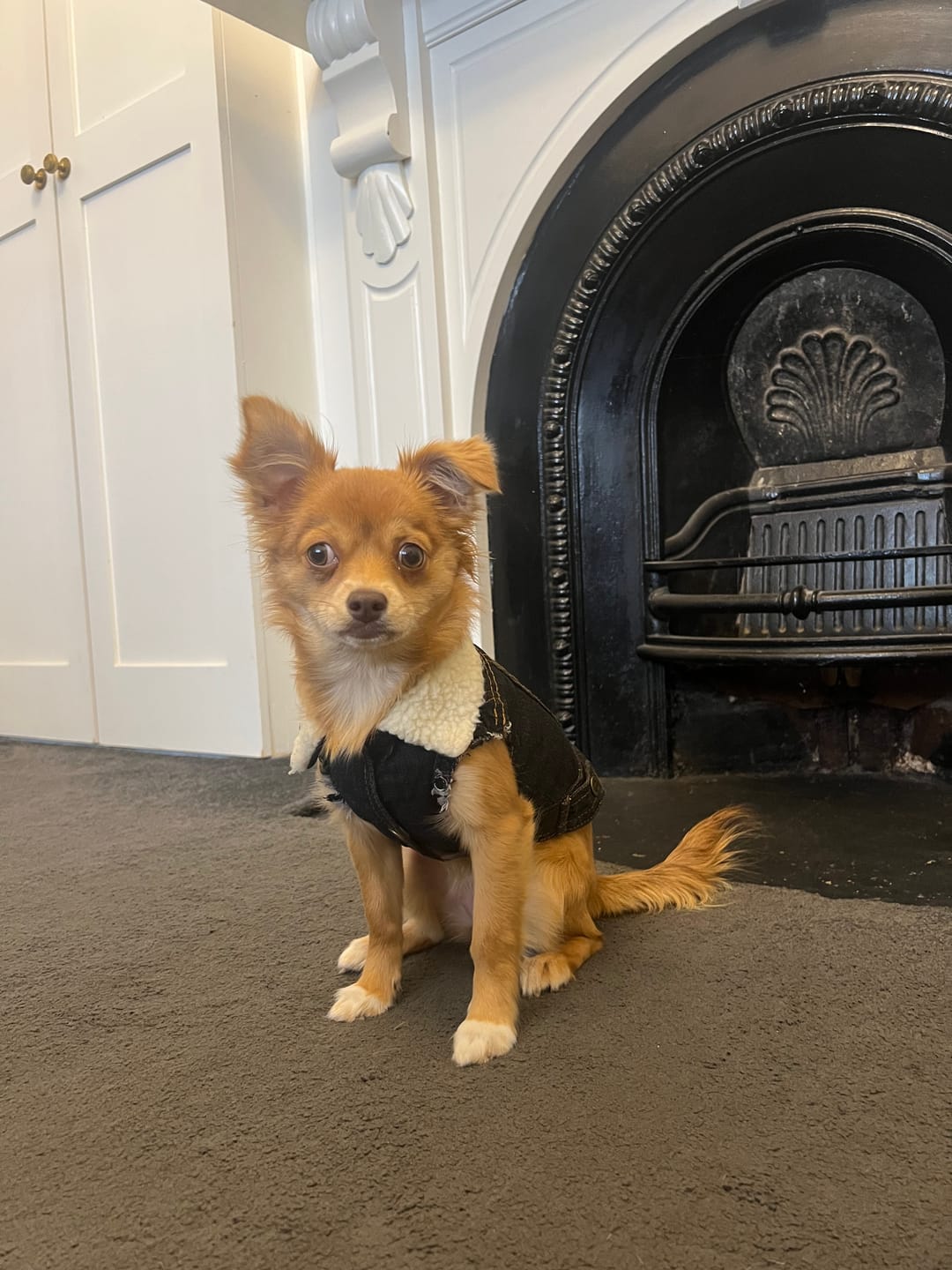Customer photo review of Sherpa Denim dog vest + Dog Band Hoodie Set
