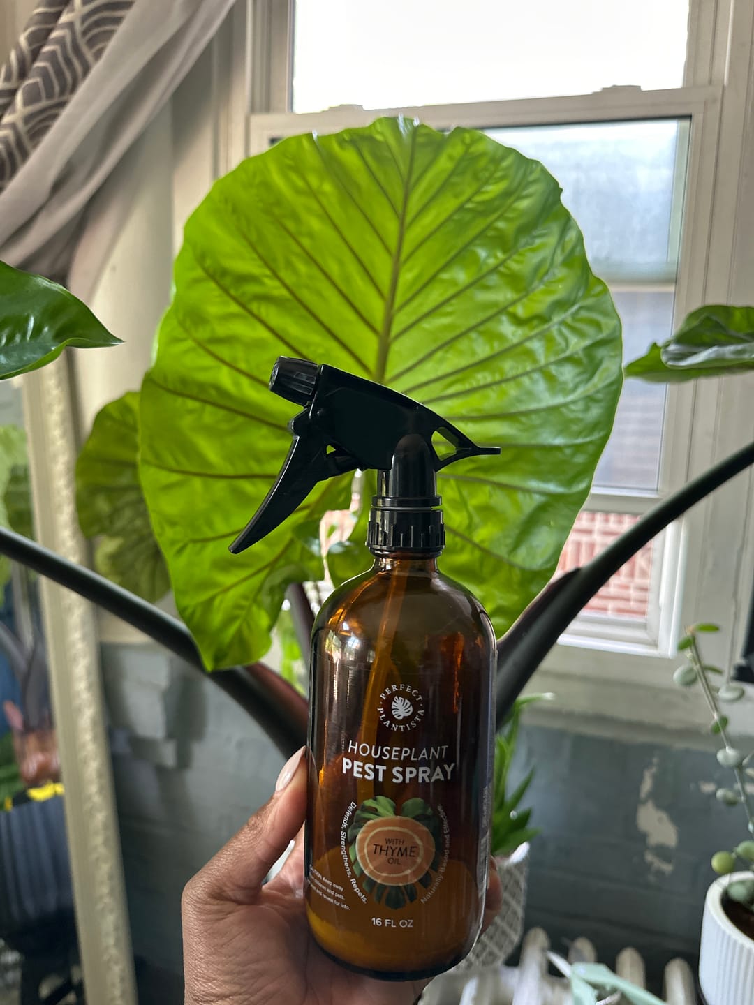 Customer photo review of Houseplant Pest Spray