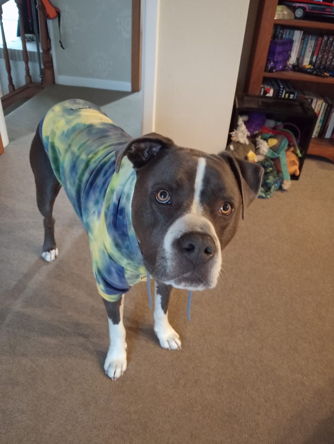 Customer photo review of Velvet Dog Hoodie - Nova