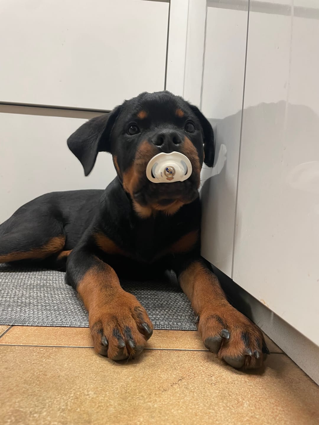 Customer photo review of Grain Free Giant Puppy