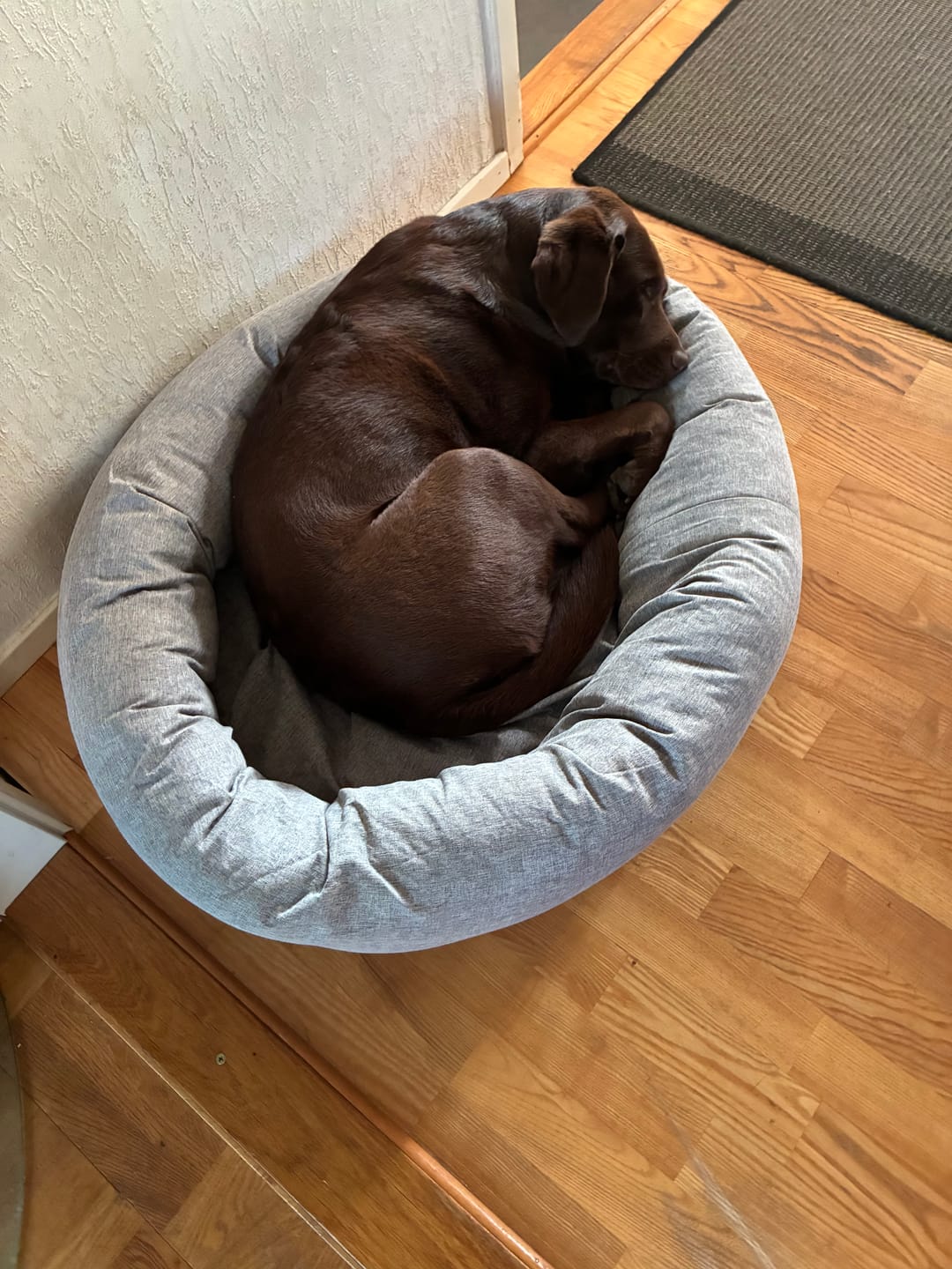 Customer photo review of CalmBed - Pälsfritt Överdrag