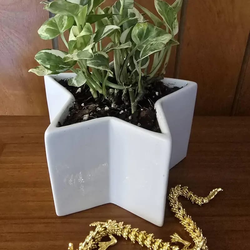 Customer photo review of Live Pearls and Jade Pothos in a 4" Nursery Pot