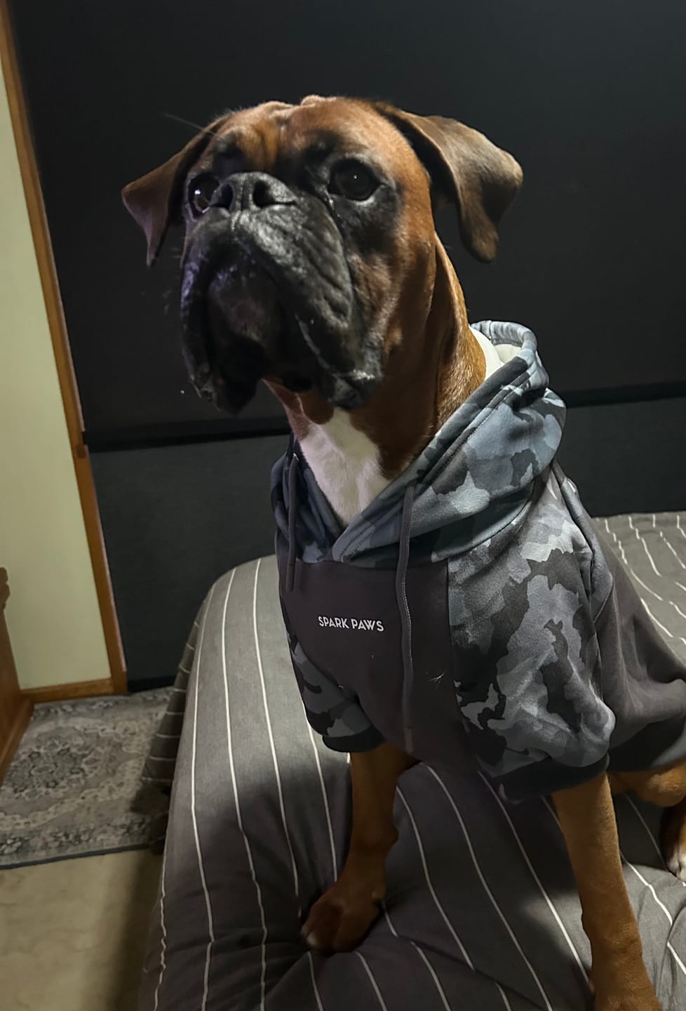 Customer photo review of Grey Camo Dog Hoodie
