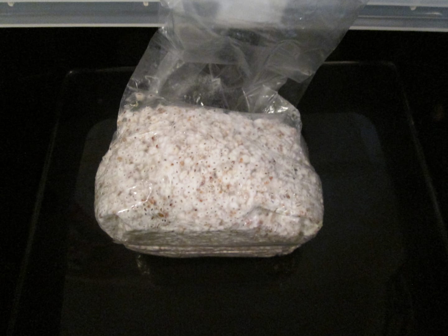 Customer photo review of Multi-Grain Spawn Bag