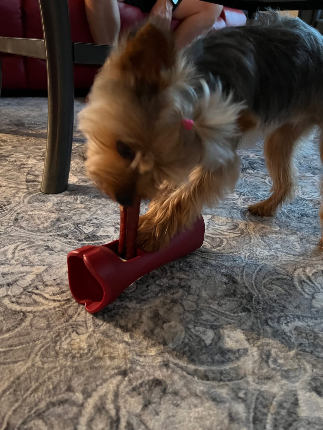 Customer photo review of 6 Inch Thick Bully Stick