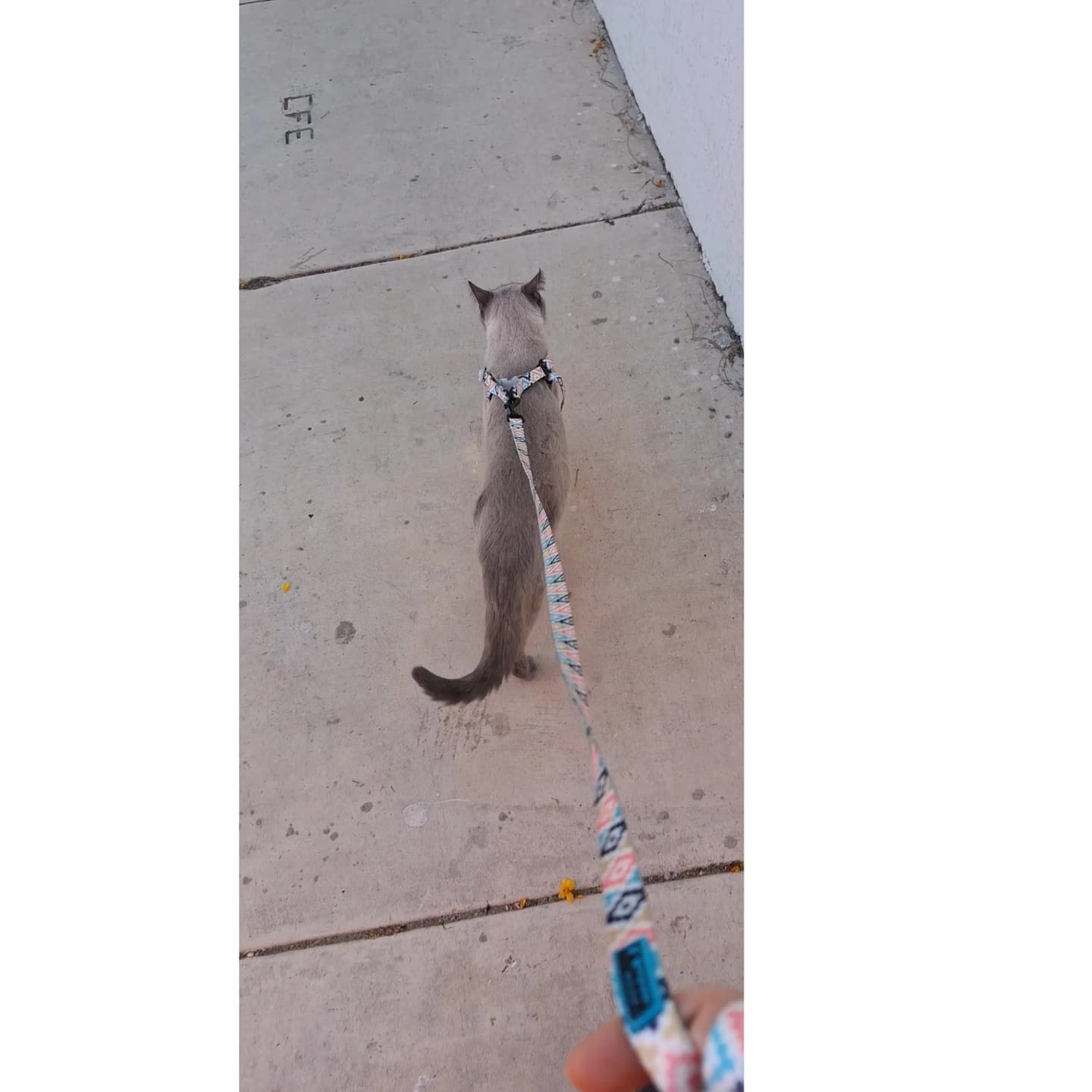 Customer photo review of Guía definitiva para sacar a tu gato sin estrés