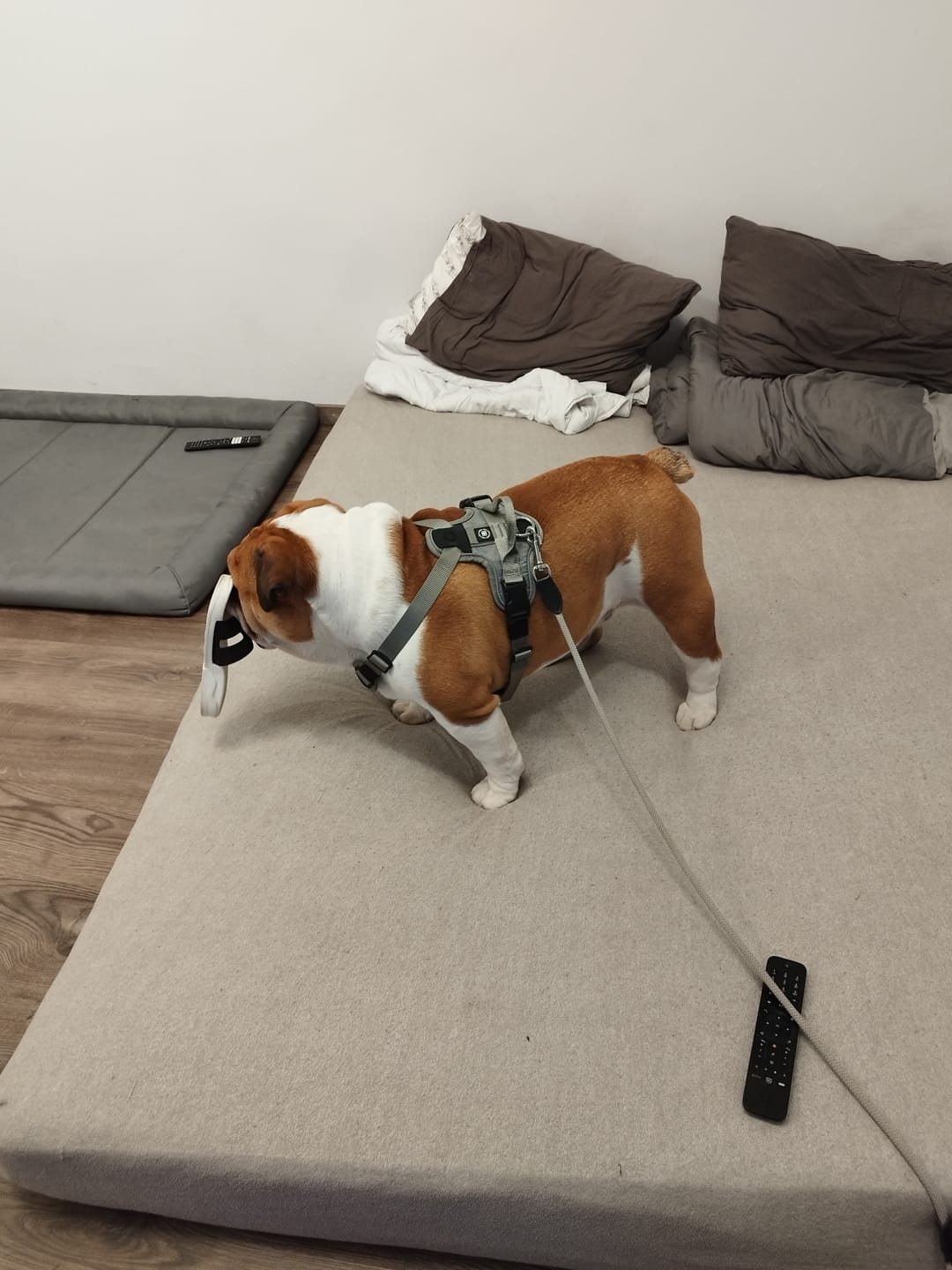 Customer photo review of Anti Pull Hurricane Harness Lighter | With Handle - Grey