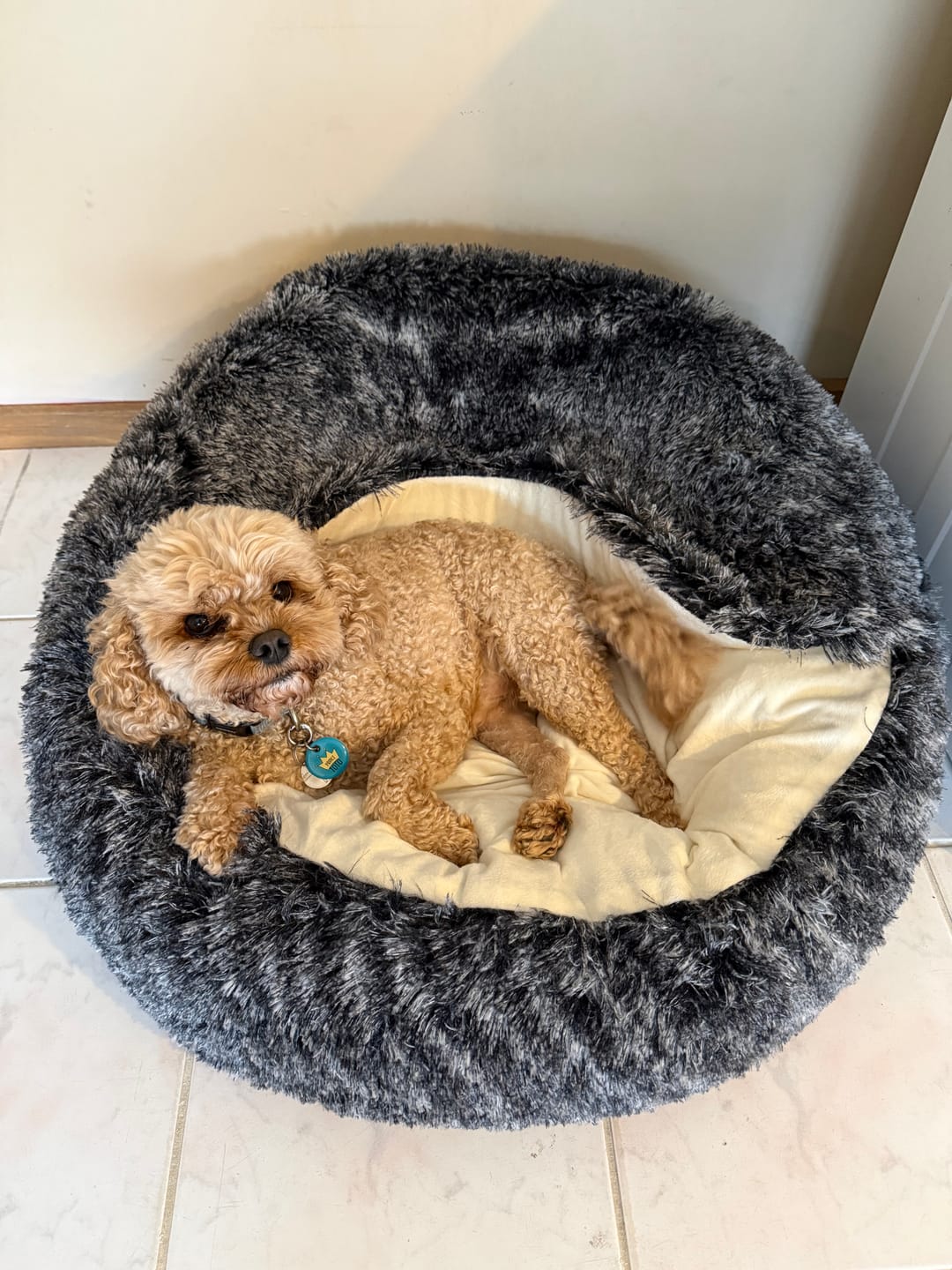 Customer photo review of Pet Cave Dog Bed - Removable Cover
