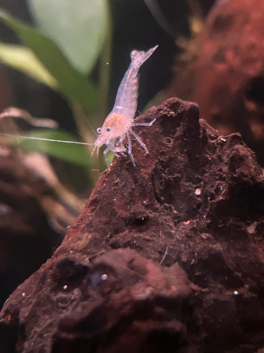 Customer photo review of Amano Shrimp