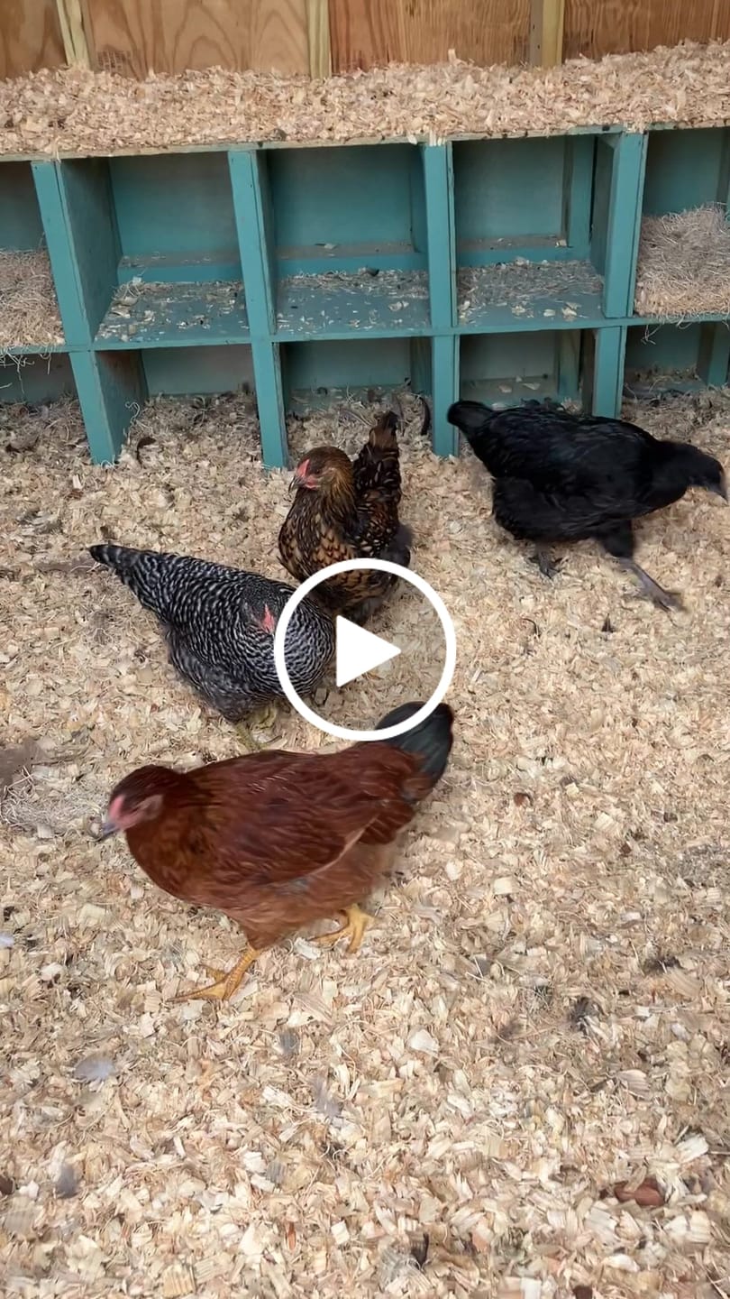 Customer video review of Peck Purity Daily Digestive Defense for Flock Strength