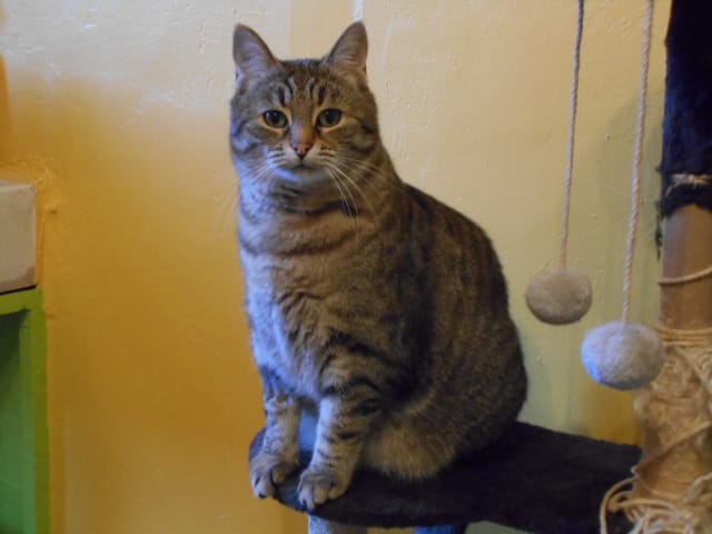 Customer photo review of Pâtée Volaille & Légumes (x16) - Chat