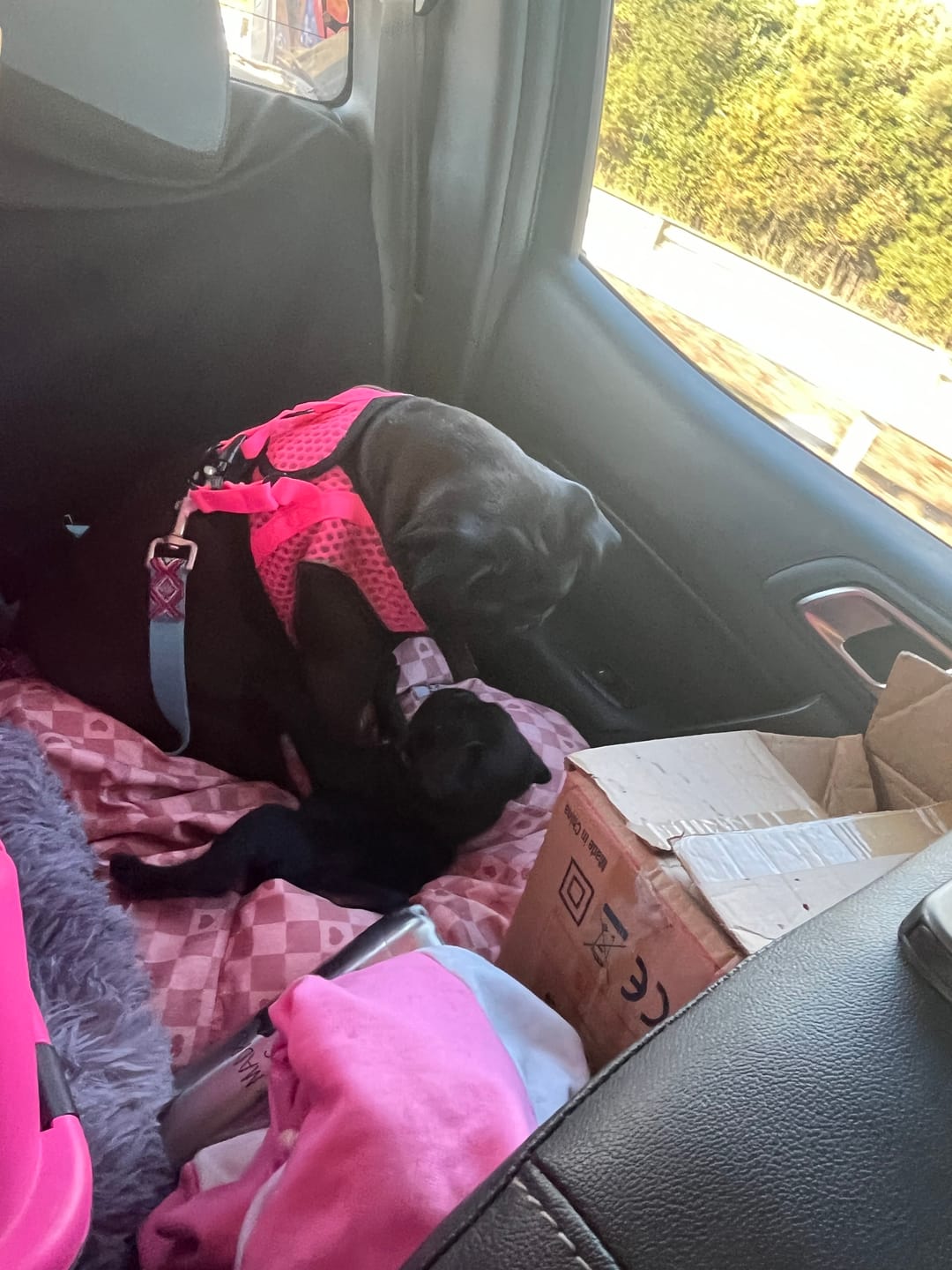 Customer photo review of Asiento Primera Clase THE DOGS — Viajes seguros y cómodos