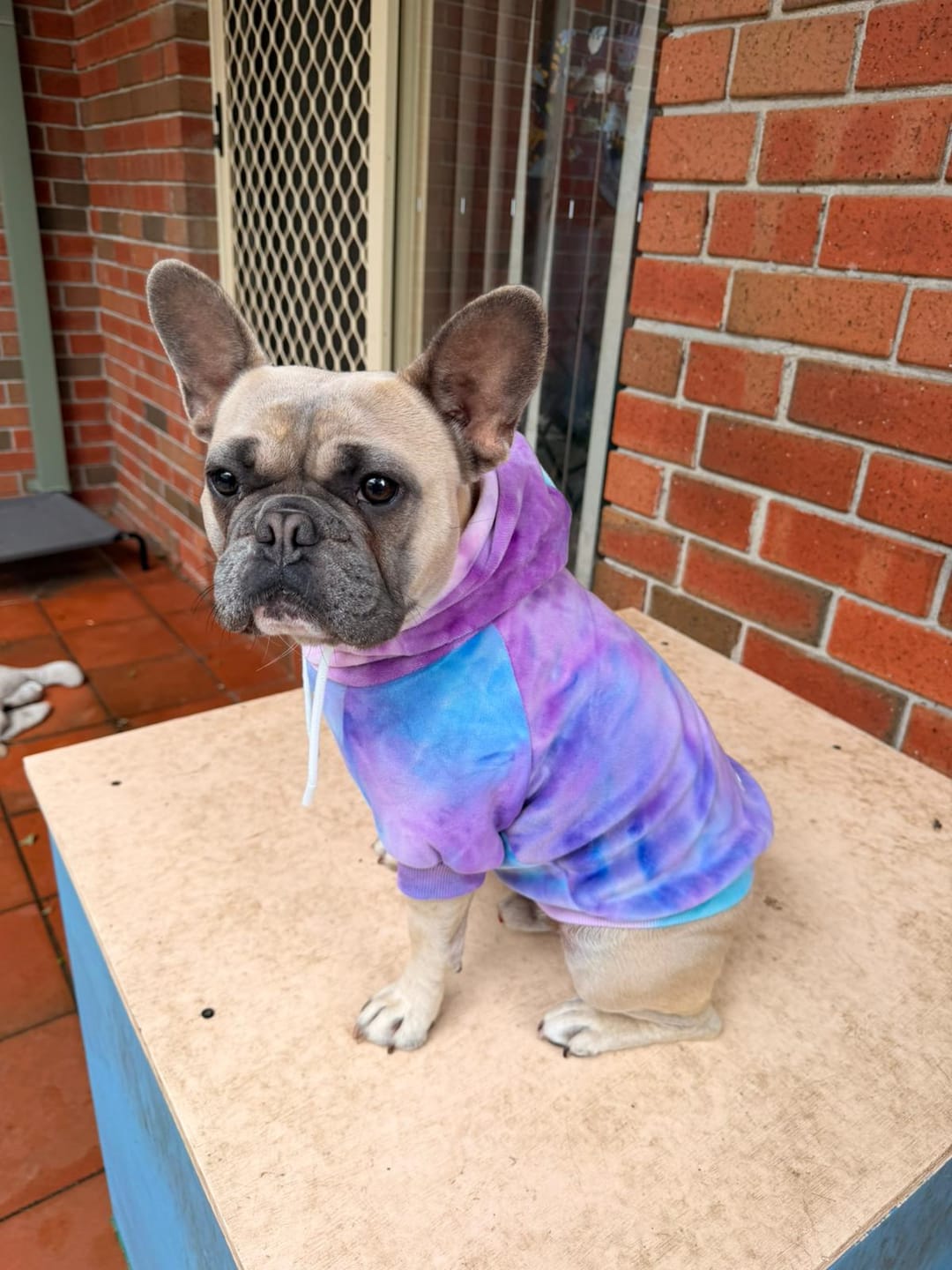 Customer photo review of Velvet Dog Hoodie - 90s Retro