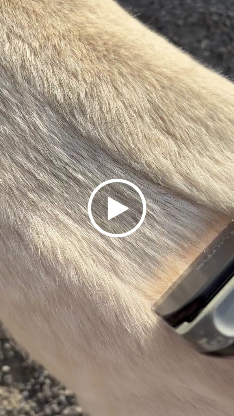 Customer video review of Original Pet Grooming Vacuum Kit