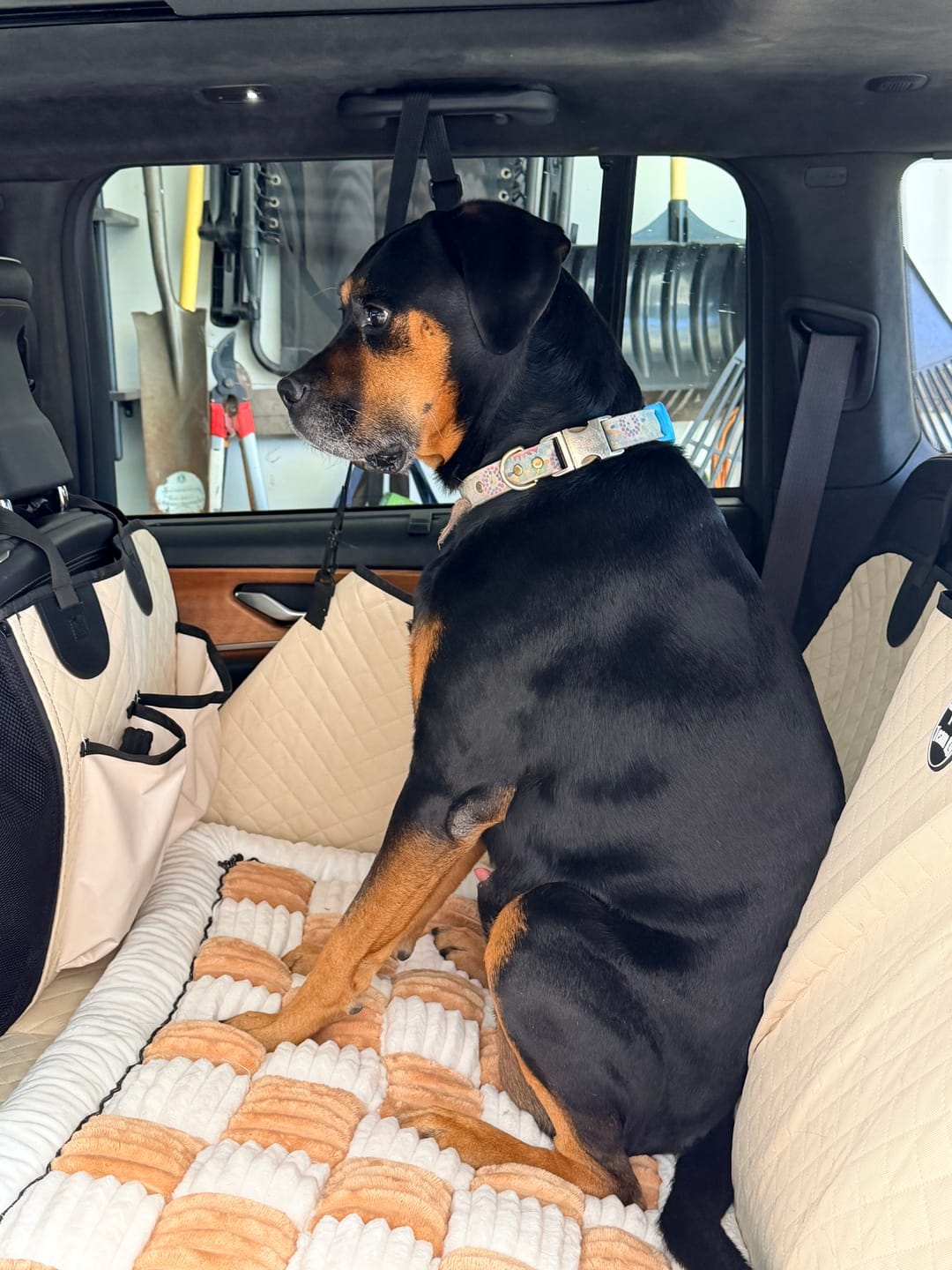 Customer photo review of Plush Backseat Dog Bed (Made For The Hard Bottom Car Seat Cover)