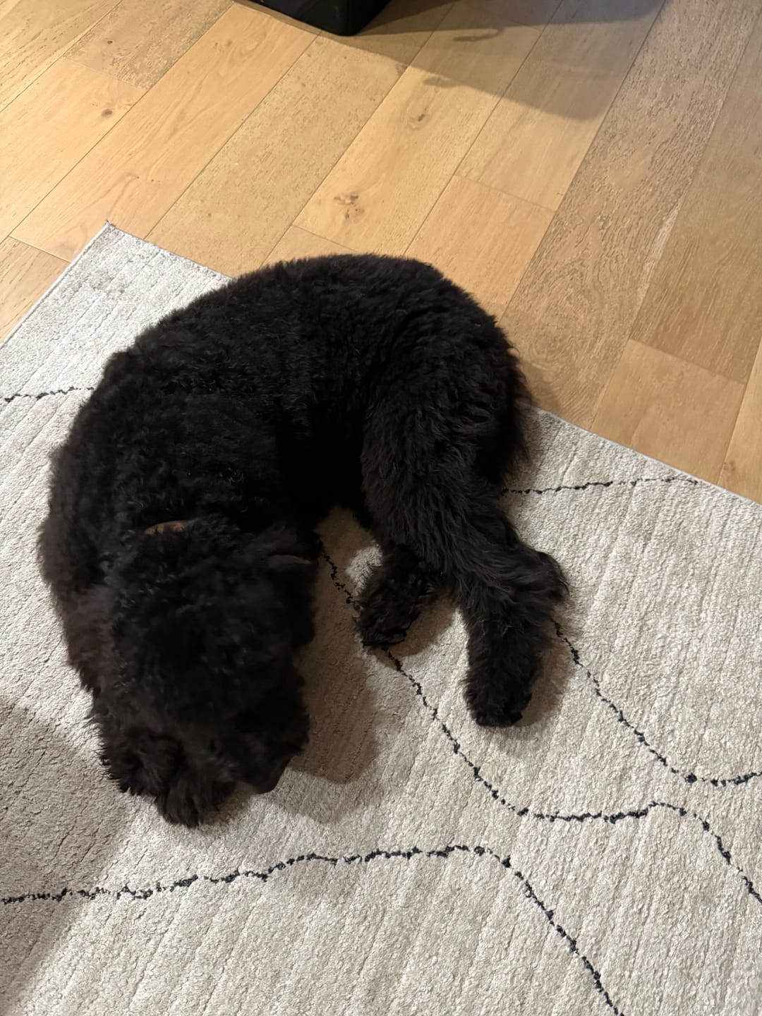 Customer photo review of 6 Inch Jumbo Braided Bully Stick